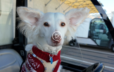 Video thumbnail of a puppy in a holiday sweater