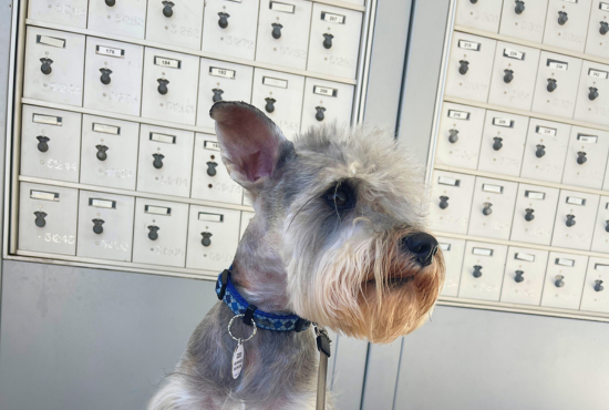 Puppy Ezio posing in front of the Private Mailboxes on campus
